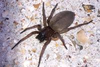 Scotophaeus