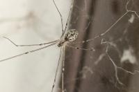 Holocnemus pluchei