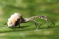 Uloborus