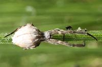 Uloborus