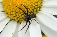 Synema globosum