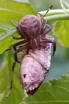 Xysticus cristatus
