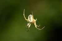 Mangora acalypha
