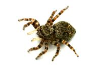 Pseudeuophrys erratica