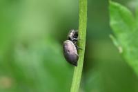 Heliophanus