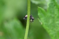 Heliophanus