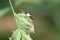 Misumena vatia