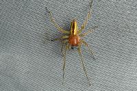 Cheiracanthium