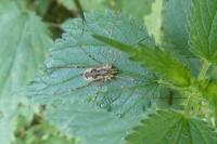 Phalangium opilio