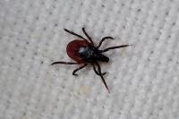 Ixodes ricinus