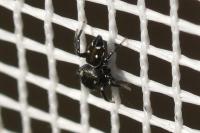 Heliophanus