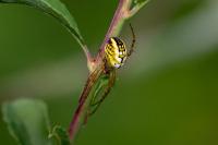 Mangora acalypha