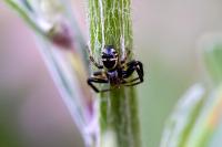 Synema globosum