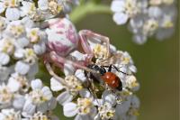 Thomisus onustus