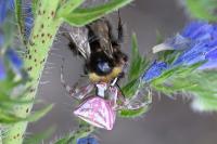 Thomisus onustus