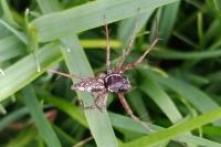 Oxyopes