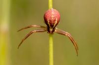 Runcinia grammica
