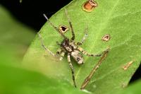 Anyphaena accentuata