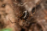 Lepthyphantes minutus