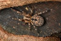 Zoropsis spinimana