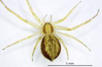 Philodromus rufus