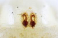 Philodromus rufus