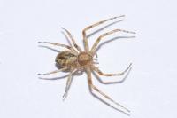 Philodromus praedatus