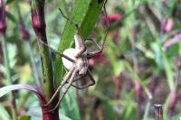Pisaura mirabilis