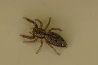 Marpissa muscosa