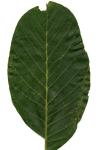 Aceria tristriata