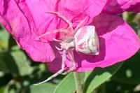 Thomisus onustus
