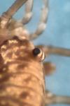 Mitopus morio