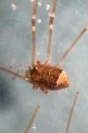Mitopus morio