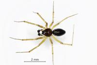 Tenuiphantes tenuis