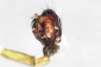Tenuiphantes tenuis
