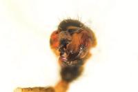 Tenuiphantes tenuis