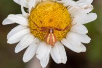 Runcinia grammica