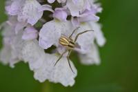 Runcinia grammica