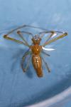 Tetragnatha extensa