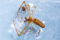 Tetragnatha extensa