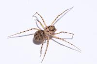 Scytodes thoracica