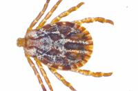 Dermacentor marginatus