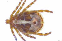 Dermacentor marginatus