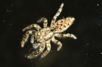 Marpissa muscosa