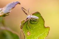 Uloborus walckenaerius