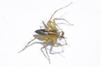 Oxyopes lineatus