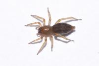 Clubiona comta