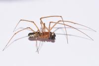 Neriene radiata