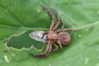 Xysticus
