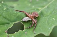 Xysticus